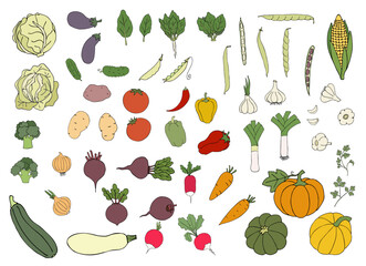 Set of hand drawn vegetables in flat style. Vegetable illustration isolated on a white background. Cabbage, broccoli, zucchini, onion, beetroot, potato, cucumber, eggplant, spinach and other products.
