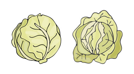 White cabbage. Two heads isolated on a white background. Vector illustration of vegetables. White cabbage in a hand-drawn style. 