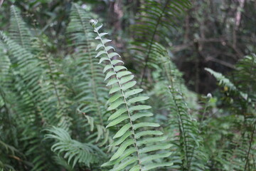 fern leaves green and macro leaves