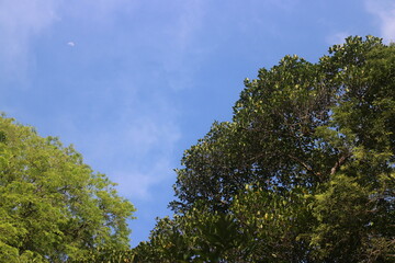 A tree growing in a clouds blue sky