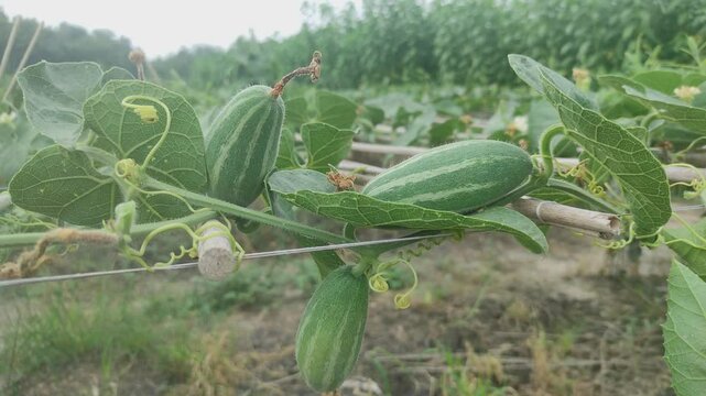 Beds have been made on the new parwal cultivation land and parwal trees are slowly rising to the top. pointed gourd plant, pointed gourd, pointed gourd tree in india,
