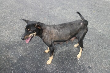 A lone black dog is on a highway in the forest.