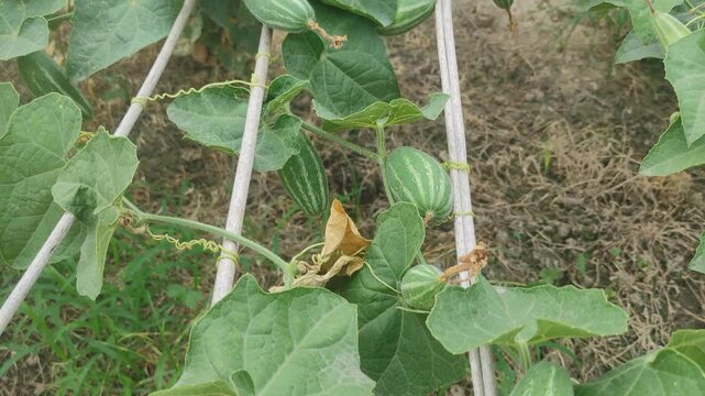 Beds have been made on the new parwal cultivation land and parwal trees are slowly rising to the top. pointed gourd plant, pointed gourd, pointed gourd tree in india,