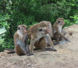 Macaque monkey family sitting together on a rock. Sri Lanka