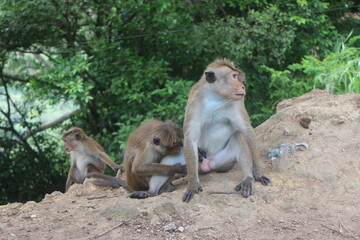 Macaque monkey family sitting together on a rock. Sri Lanka
