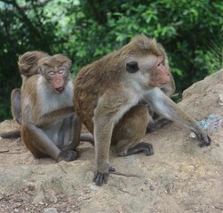 Macaque monkey family sitting together on a rock. Sri Lanka