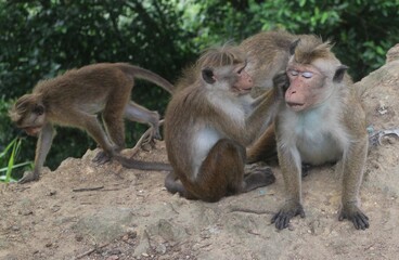 Macaque monkey family sitting together on a rock. Sri Lanka