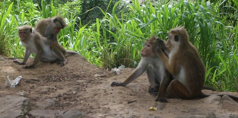 Macaque monkey family sitting together on a rock. Sri Lanka