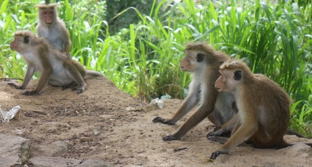 Macaque monkey family sitting together on a rock. Sri Lanka