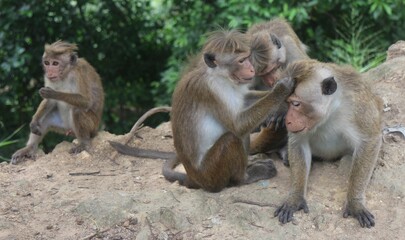 Macaque monkey family sitting together on a rock. Sri Lanka