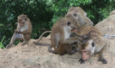Macaque monkey family sitting together on a rock. Sri Lanka