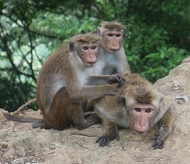 Macaque monkey family sitting together on a rock. Sri Lanka
