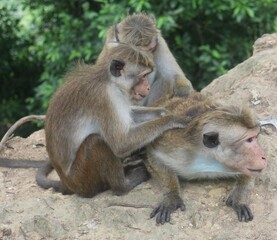 Macaque monkey family sitting together on a rock. Sri Lanka