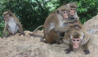 Macaque monkey family sitting together on a rock. Sri Lanka