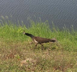 Beautiful female peacock walking on the grass