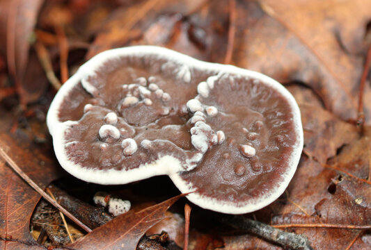 A tooth fungus (Hydnellum sp.) growing among the dead leaves in a woodland in the mountains of western South Carolina. 