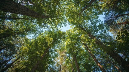 Breathe in the crisp, clean air of the forest, where each inhale fills your lungs with the essence of life and rejuvenates your spirit.