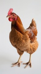 Fototapeta premium Brown hen on white background, studio shot. Poultry farm concept