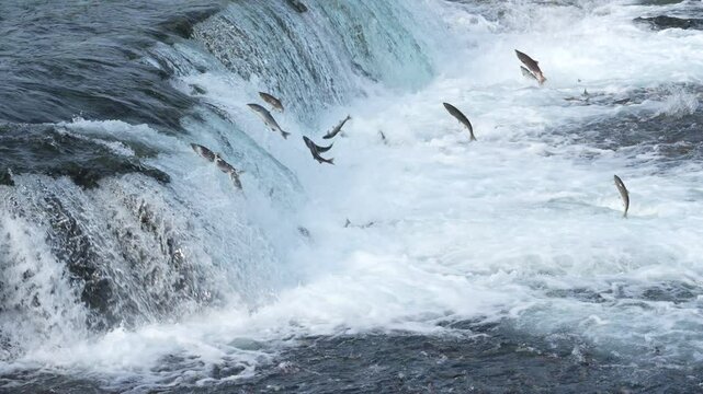 Sockeye Salmon Jumping Brooks Falls Waterfall In Katmai National Park, Alaska- Slow Motion