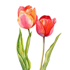 Obraz premium Two vibrant tulips with pink and orange petals, blooming against a dark background.