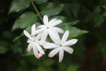 White Jasmine flower with green leaf nature background, fragrant smell good for aroma oil, Satinwood, Cosmetic bark tree
