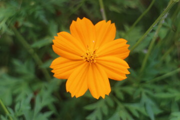A Beautiful Orange Cosmos Flower