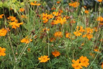 A Beautiful Orange Cosmos Flower
