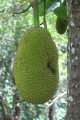 Jackfruit are hanging on tree