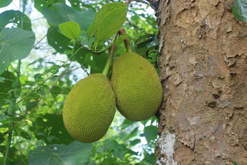 Jackfruit are hanging on tree