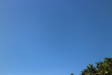 Obraz premium A tree growing in a cloudless blue sky