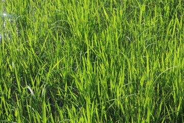 Background of a green grass. Green grass texture Green grass texture from a field.