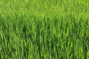 Background of a green grass. Green grass texture Green grass texture from a field.	