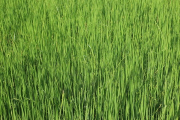 Background of a green grass. Green grass texture Green grass texture from a field.	