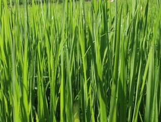 Green rice plants in rice fields in Sri Lanka. Paddy is made into rice, the staple food of Sri Lankans.