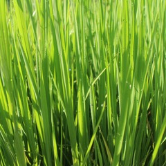 Background of a green grass. Green grass texture Green grass texture from a field.	