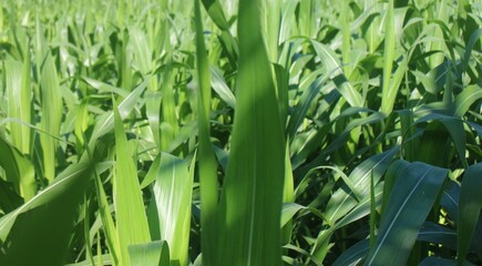 Obraz premium The Beauty of a Lush Green Corn Field