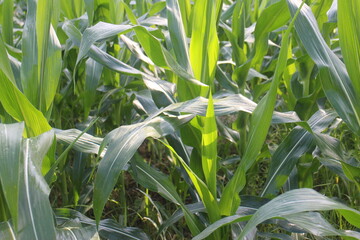 The Beauty of a Lush Green Corn Field