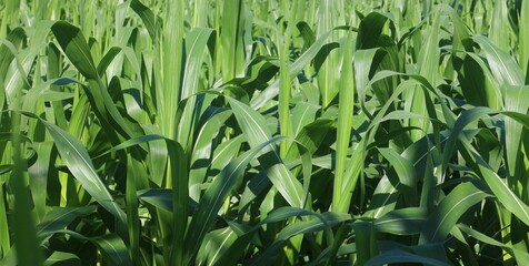 The Beauty of a Lush Green Corn Field
