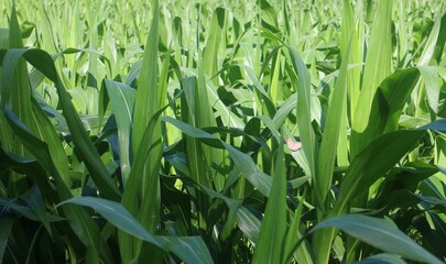 Fototapeta premium The Beauty of a Lush Green Corn Field 
