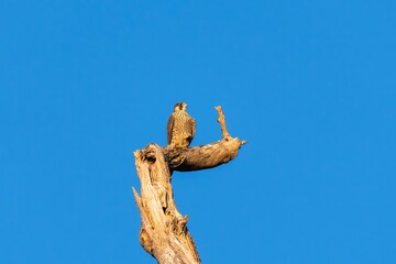 お気に入りの木で夕日を浴びながらのんびりくつろぐハヤブサ幼鳥