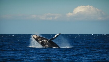 Obraz premium Omura's Whale (Balaenoptera omurai): Omura's whale is a relatively recently described species and is considered rare due to its elusive nature. It was officially recognized only in 2003