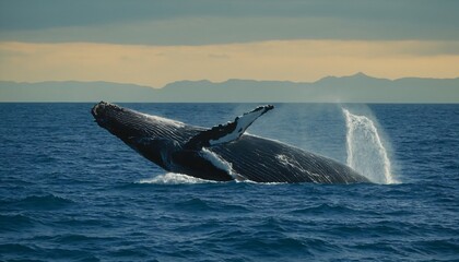 Fototapeta premium Omura's Whale (Balaenoptera omurai): Omura's whale is a relatively recently described species and is considered rare due to its elusive nature. It was officially recognized only in 2003