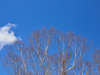 綺麗な青空と冬の木の枝の様子
