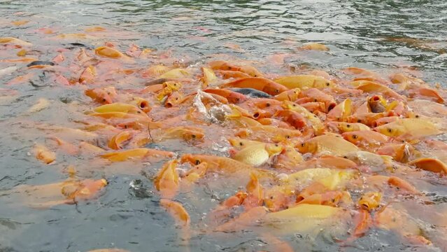 lots of yellow, white and black goldfish and tilapia gather to look for food in the pond