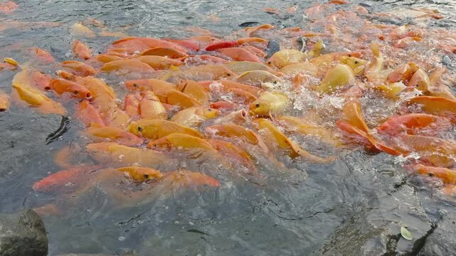 lots of yellow, white and black goldfish and tilapia gather to look for food in the pond