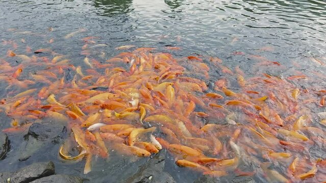 lots of yellow, white and black goldfish and tilapia gather to look for food in the pond