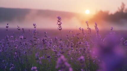Lavender field at dawn, crisp purple blooms highlighted against the early morning mist, evoking a sense of calm and quiet beauty