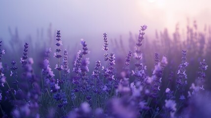 Fototapeta premium Lavender field at dawn, crisp purple blooms highlighted against the early morning mist, evoking a sense of calm and quiet beauty