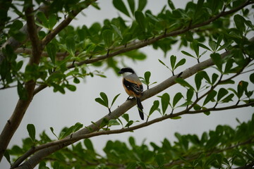 The Long-tailed Shrike (Lanius schach) is a species of bird belonging to the shrike family, Laniidae. It is known for its distinctive long tail and striking plumage, which typically includes a combina