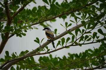 The Long-tailed Shrike (Lanius schach) is a species of bird belonging to the shrike family, Laniidae. It is known for its distinctive long tail and striking plumage, which typically includes a combina